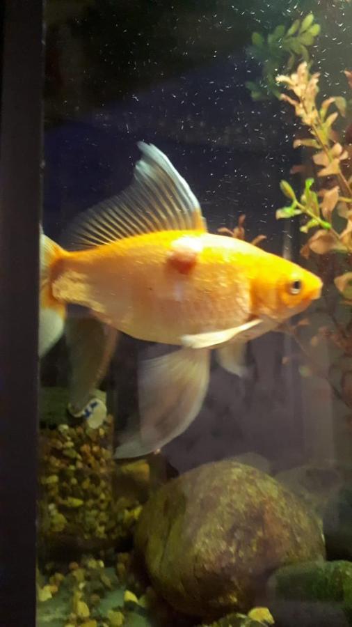 Aquarium Lägenhet Tbilisi Exteriör bild